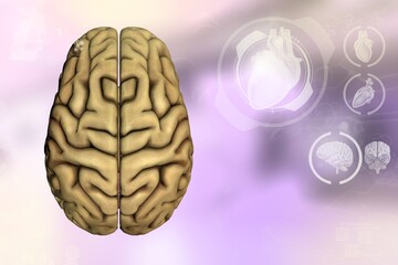 Medical 3D illustration - human brain, anatomy research concept - detailed electronic background