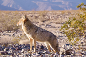 black backed jackal