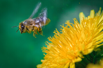 Naklejka premium A bee in flight near a yellow dandelion flower. Juicy macro shots.