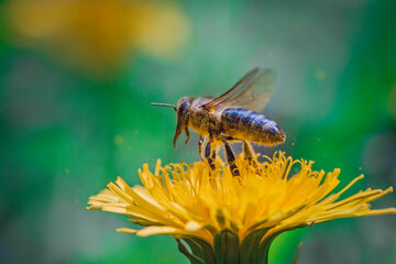 A bee in flight near a yellow dandelion flower. Juicy macro shots.
