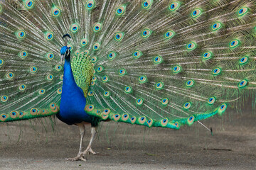 Because of their striking appearance, the peacocks are considered to be the oldest ornamental birds