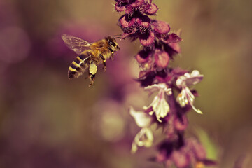 Bee close-up, flying near the light flowers of basil grass. Unique macro frames.