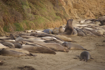 lions resting on the rocks