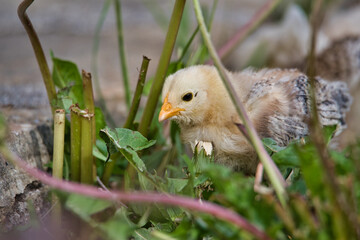 Baby Chicken