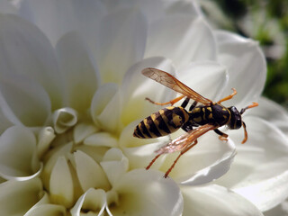 A wasp close-up on a white flower bud. In search of nectar.
