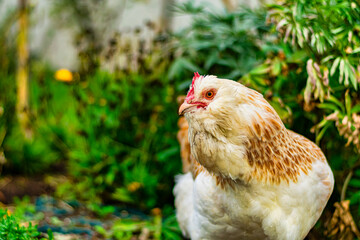 Freerange bird