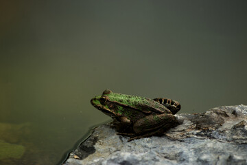 Close up photography of brown and green frog relaxing on a rock next to the pond