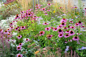 perennial flower bed with a predominance of purple in the garden and parks with bulbs on the street 