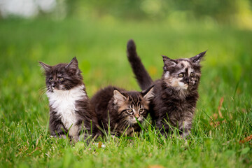 group of three fluffy Maine Coon kittens walks on green grass.