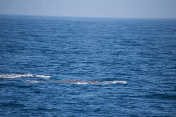 Obraz premium boat on the sea