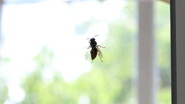 Striped yellow black wasp crawls on a transparent glass window during the day