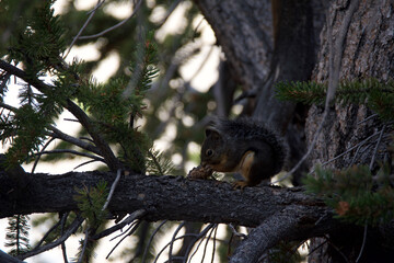 squirrel on tree