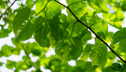 Bright green diseased leaves of Tilia caucasica linden tree with spots on blue sky background. Disease or pests on young green linden foliage. Selective focus.