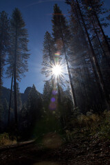 sunset in the forest