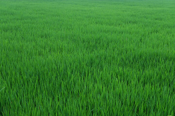 Green expanse of meadow in the afternoon