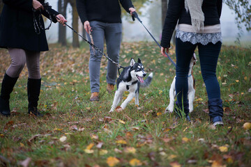 Naklejka na ściany i meble pet owners with siberian husky and beagle dogs have a nice time in the city park on an autumn morning
