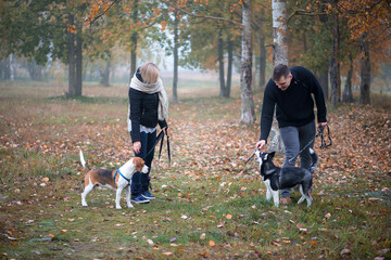 pet owners with siberian husky and beagle dogs have a nice time in the city park on an autumn...