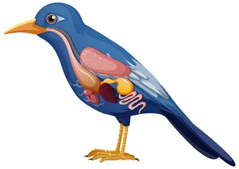 Wandaufkleber Internal anatomy of bird with organs © blueringmedia