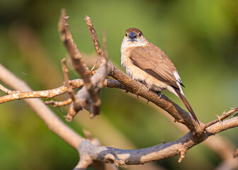 Silver Bill perching on a tree