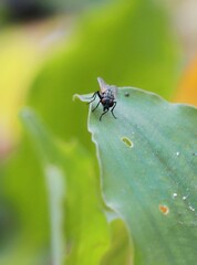 Housefly resting on leaf