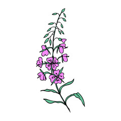 Willow herb, Chamerion angustifolium, fireweed, rosebay hand drawn ink sketch botanical illustration, vector graphic colorful flower design bouquet for packaging tea, greeting card, medicine plant