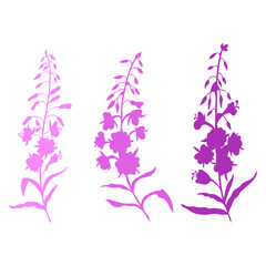Willow herb, Chamerion angustifolium, fireweed, rosebay hand drawn botanical illustration, vector flower decorative colorful silhouette, design bouquet for packaging tea, greeting card