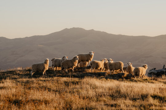 Sheep standing in the mountains of New Zealand, Sheep farming, Lamb