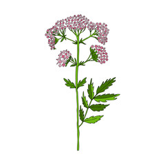 Valeriana officinalis botanical hand drawn vector color sketch isolated on white background, doodle illustration for design package natural cosmetic, organic medicine, greeting card, herbal green tea