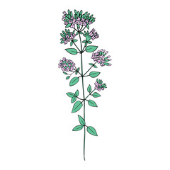 Blossoming Oregano flowers vector ink sketch, hand drawn healing herb Origanum vulgare, Marjoram isolated on white, botanical illustration spice, design for natural cosmetic, kitchen menu, herbal tea