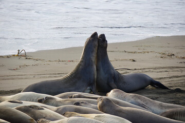 Fototapeta premium state sea lion
