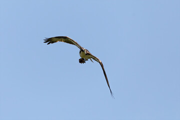 The western osprey with prey