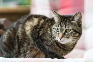 Getigerte Hauskatze im Freien