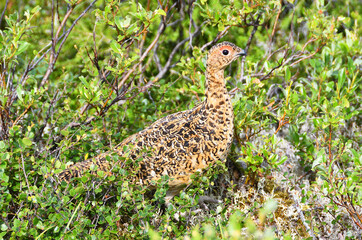 Common Pheasant (Phasianus colchicus) in the mountains of the Northern Urals. Russia
