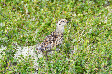 Chick of grouse in the mountains of the Northern Urals. Russia