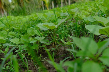 Green grass with bunch of tiny plants