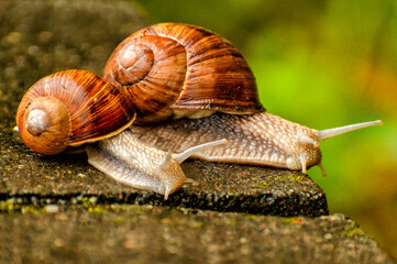 Large snails crossing a concrete obstacle on the way from the river to the forest.