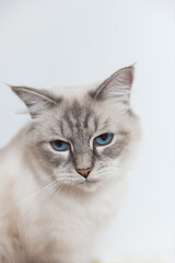 Neva Masquarade im Porträt