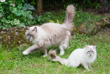 Neva Masquarade Katzen im Garten