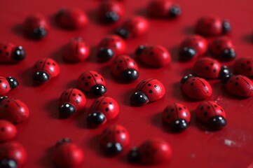 coccinelles