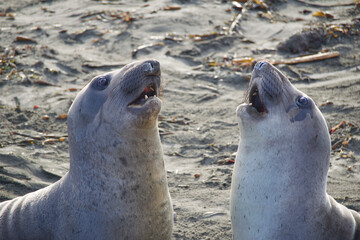 Naklejka premium island sea lion
