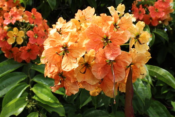 Red and yellow Trailing Bauhinia in the garden