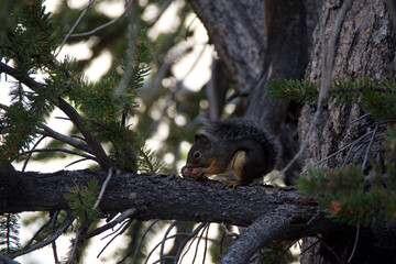 squirrel on tree