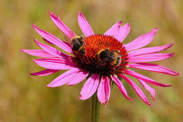 Close up of a pink Echinacea flower with bees collecting pollen