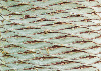 Close up detail of the bark of the Dragon Tree (Dracaena draco)