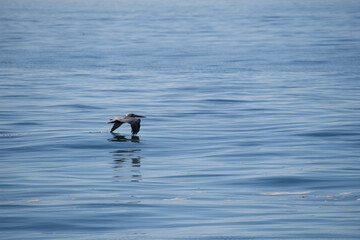 great crested grebe