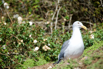 seagull on grass