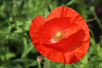 Close up of a red field poppy in full  bloom in the summer sunshine