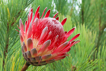 Close up detail of King Protea flowers. - obrazy, fototapety, plakaty