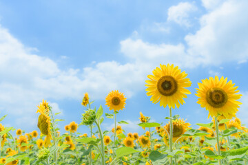 ひまわりと青空