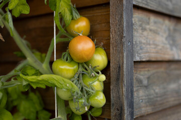 fresh green tomatoes growing from a garden